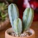 Myrtillocactus geometrizans: il cactus a forma di candelabro